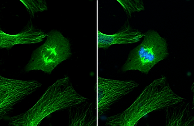 Anti-alpha Tubulin antibody [HL2162] used in Immunocytochemistry/ Immunofluorescence (ICC/IF). GTX638140