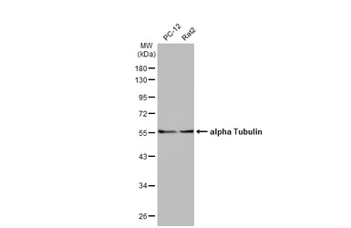 Anti-alpha Tubulin antibody [HL2162] used in Western Blot (WB). GTX638140