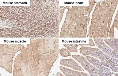 Anti-alpha Tubulin antibody [HL2162] used in IHC (Paraffin sections) (IHC-P). GTX638140