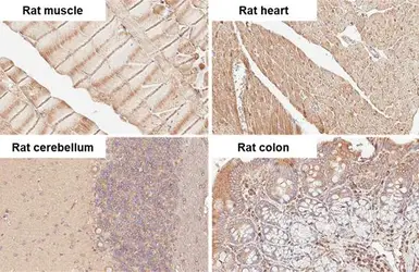 Anti-alpha Tubulin antibody [HL2162] used in IHC (Paraffin sections) (IHC-P). GTX638140