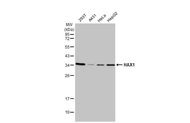 Anti-HAX1 antibody [HL2170] used in Western Blot (WB). GTX638174