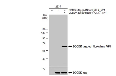 Anti-Norovirus VP1 antibody [HL2177] used in Western Blot (WB). GTX638181