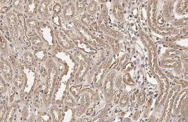 Anti-Tryptophanyl tRNA synthetase antibody [HL2186] used in IHC (Paraffin sections) (IHC-P). GTX638190