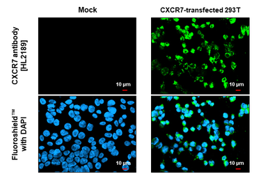 Anti-CXCR7 antibody [HL2189] used in Immunocytochemistry/ Immunofluorescence (ICC/IF). GTX638193