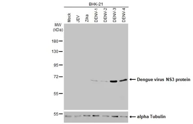 Anti-Dengue virus NS3 protein antibody [HL2239] used in Western Blot (WB). GTX638284