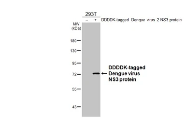 Anti-Dengue virus NS3 protein antibody [HL2239] used in Western Blot (WB). GTX638284