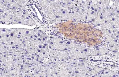 Anti-GLP1R antibody [HL2297] used in IHC (Paraffin sections) (IHC-P). GTX638352