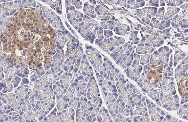 Anti-GLP1R antibody [HL2297] used in IHC (Paraffin sections) (IHC-P). GTX638352