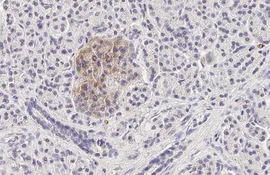 Anti-GLP1R antibody [HL2297] used in IHC (Paraffin sections) (IHC-P). GTX638352