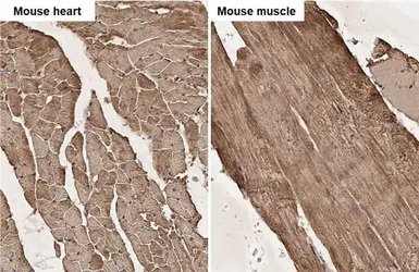 Anti-Actin antibody [HL2372] used in IHC (Paraffin sections) (IHC-P). GTX638580