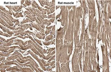 Anti-Actin antibody [HL2372] used in IHC (Paraffin sections) (IHC-P). GTX638580