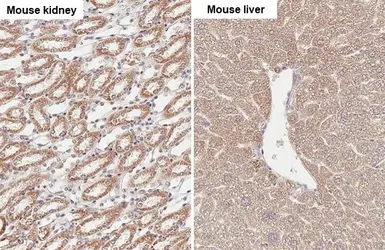 Anti-SUCLG1 antibody [HL2387] used in IHC (Paraffin sections) (IHC-P). GTX638596