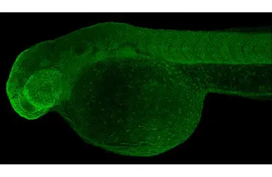 Anti-BCKDHA antibody [HL2405] used in IHC (Whole mount) (IHC-Wm). GTX638622