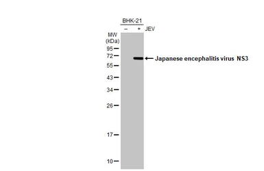 Anti-Japanese encephalitis virus NS3 antibody [HL2472] used in Western Blot (WB). GTX638821