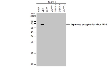 Anti-Japanese encephalitis virus NS3 antibody [HL2472] used in Western Blot (WB). GTX638821