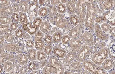 Anti-AGTR1 antibody [HL2524] used in IHC (Paraffin sections) (IHC-P). GTX638885