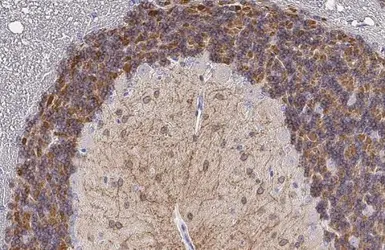 Anti-KCC2 antibody [HL2535] used in IHC (Paraffin sections) (IHC-P). GTX638904