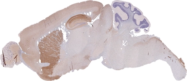 Anti-mGluR5 antibody [HL2543] used in IHC (Paraffin sections) (IHC-P). GTX638912