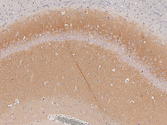 Anti-mGluR5 antibody [HL2543] used in IHC (Paraffin sections) (IHC-P). GTX638912