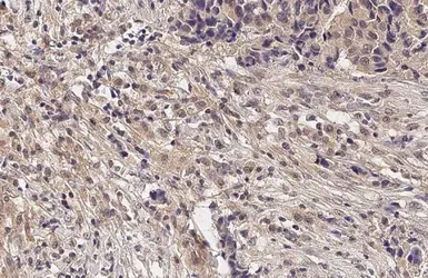 Anti-mGluR5 antibody [HL2543] used in IHC (Paraffin sections) (IHC-P). GTX638912