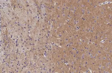 Anti-mGluR5 antibody [HL2543] used in IHC (Paraffin sections) (IHC-P). GTX638912