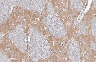 Anti-mGluR5 antibody [HL2543] used in IHC (Paraffin sections) (IHC-P). GTX638912