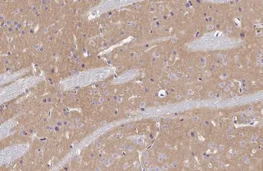 Anti-mGluR5 antibody [HL2543] used in IHC (Paraffin sections) (IHC-P). GTX638912