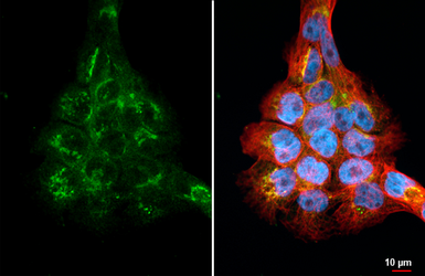 Anti-EFEMP1 antibody [HL2572] used in Immunocytochemistry/ Immunofluorescence (ICC/IF). GTX638950