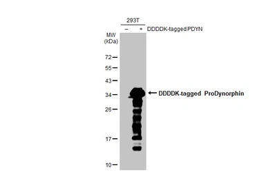 Anti-ProDynorphin antibody [HL2574] used in Western Blot (WB). GTX638952