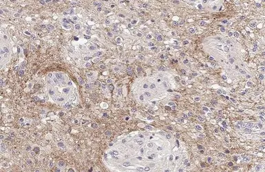 Anti-ProDynorphin antibody [HL2574] used in IHC (Paraffin sections) (IHC-P). GTX638952