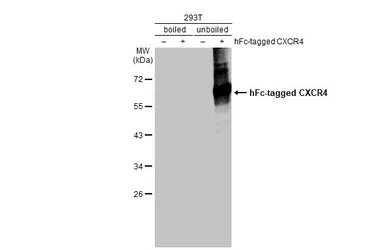 Anti-CXCR4 antibody [HL2612] used in Western Blot (WB). GTX639064