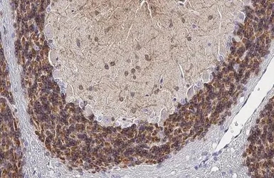 Anti-KCC2 antibody [HL2624] used in IHC (Paraffin sections) (IHC-P). GTX639080