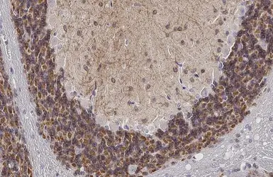 Anti-KCC2 antibody [HL2625] used in IHC (Paraffin sections) (IHC-P). GTX639081