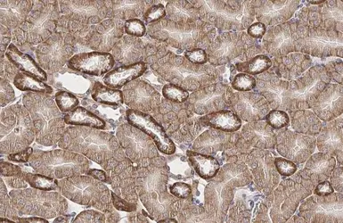 Anti-GPX8 antibody [HL2635] used in IHC (Paraffin sections) (IHC-P). GTX639091