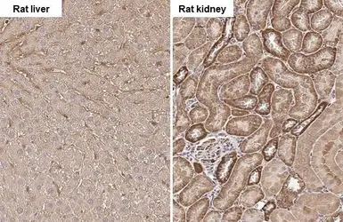 Anti-GPX8 antibody [HL2635] used in IHC (Paraffin sections) (IHC-P). GTX639091