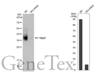 Anti-TIGIT antibody [HL2657] used in Western Blot (WB). GTX639116