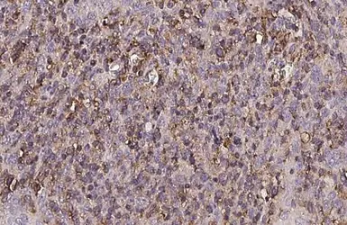 Anti-CTLA4 antibody [HL2732] used in IHC (Paraffin sections) (IHC-P). GTX639560