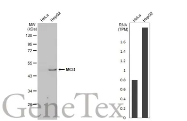 Anti-MCD antibody [HL2738] used in Western Blot (WB). GTX639567