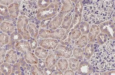 Anti-MCD antibody [HL2738] used in IHC (Paraffin sections) (IHC-P). GTX639567