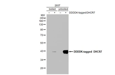 Anti-DHCR7 antibody [HL2764] used in Western Blot (WB). GTX639629