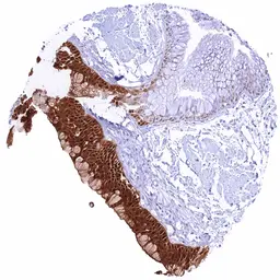 Anti-GPX2 antibody [HMV301] HistoMAX&trade; used in IHC (Paraffin sections) (IHC-P). GTX639924