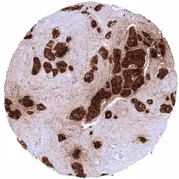 Anti-Somatostatin antibody [HMV303] HistoMAX&trade; used in IHC (Paraffin sections) (IHC-P). GTX639926