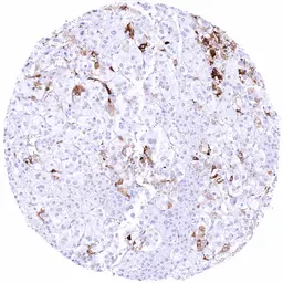 Anti-Somatostatin antibody [HMV303] HistoMAX&trade; used in IHC (Paraffin sections) (IHC-P). GTX639926