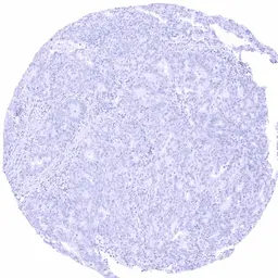 Anti-Somatostatin antibody [HMV303] HistoMAX&trade; used in IHC (Paraffin sections) (IHC-P). GTX639926