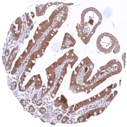 Anti-Caspase 3 antibody [HMV307] HistoMAX&trade; used in IHC (Paraffin sections) (IHC-P). GTX639931