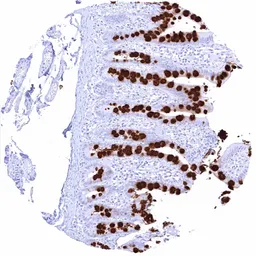 Anti-MUC2 antibody [HMV310] HistoMAX&trade; used in IHC (Paraffin sections) (IHC-P). GTX639934