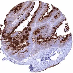 Anti-MUC2 antibody [HMV310] HistoMAX&trade; used in IHC (Paraffin sections) (IHC-P). GTX639934