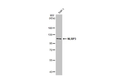 Anti-NLRP3 antibody [HL2813] used in Western Blot (WB). GTX639954