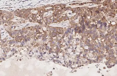 Anti-LGR6 antibody [HL2827] used in IHC (Paraffin sections) (IHC-P). GTX640098