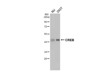 Anti-CREB antibody [HL2879] used in Western Blot (WB). GTX640158